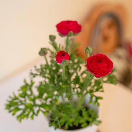 威拉维多洛卡旅馆 3* 扎科帕内